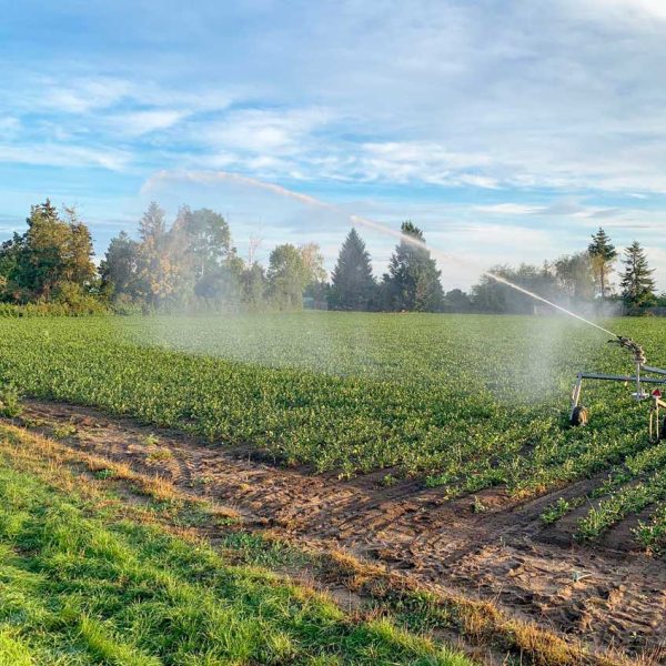 بهترین اتصالات بارانی برای سیستم آبیاری قطره‌ ای و بارانی