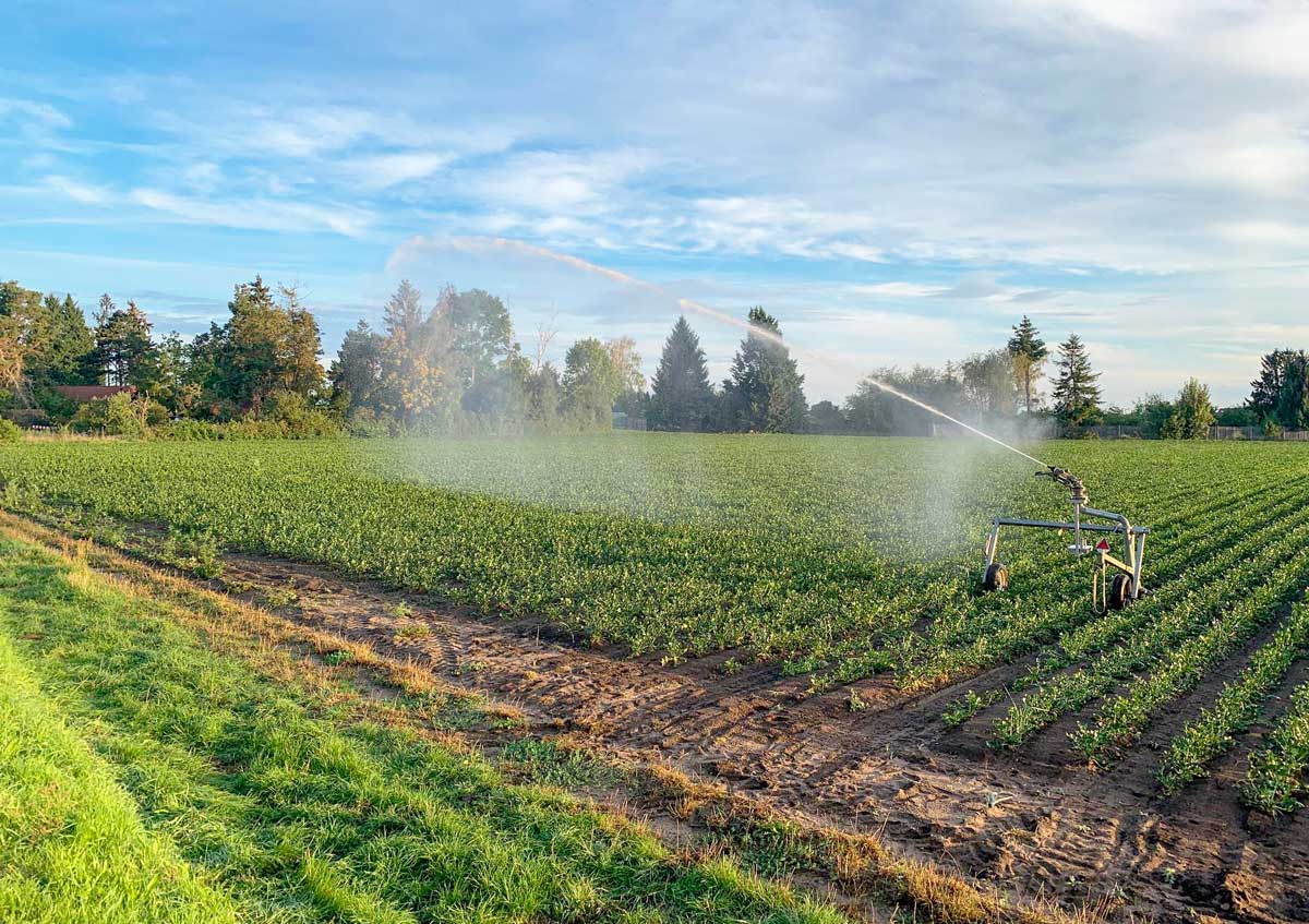 بهترین اتصالات بارانی برای سیستم آبیاری قطره ای و بارانی